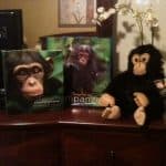 chimpanzee prize pack