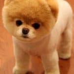 boo from gund