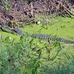 florida ecosafaris alligator