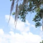 makinson island tree