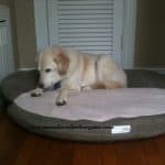 Nesting on his new bed