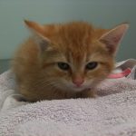 sunshine kitty baby
