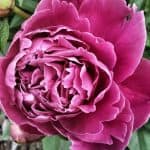 peonies
