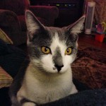 You want me to use which litter box?