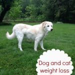 dog-weight-loss-#PerfectWeight