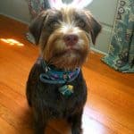 bunny-ears-ready-for-anything