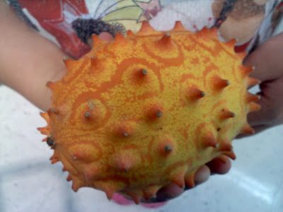 What grows in the garden? Kiwano horned melon