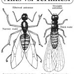 ants v termites 