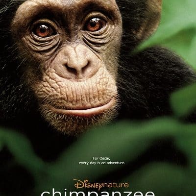 Disneynature’s Chimpanzee: A family film that will touch your heart in theaters April 20 #MeetOscar #DisneyGlobalEvent