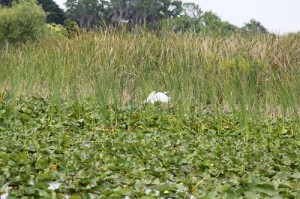 ecosystem, airboat, boggy creek