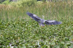 blue heron, boggy creek, airboat rides, kissimmee