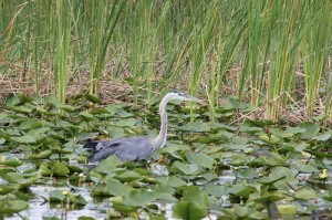 great blue heron, boggy creek, airboat rides