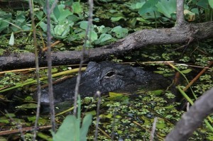 gator, mama alligator, kissimmee