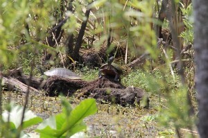 turtles, marsh, 