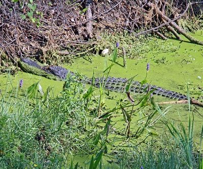 Florida EcoSafaris at Forever Florida in Kissimmee #VisitKissimee #DisneyGlobalEvent