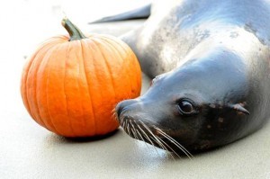 seals at ascarium