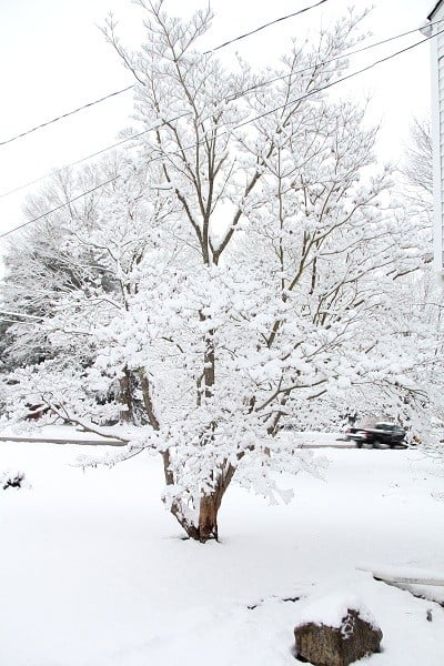 trees in winter