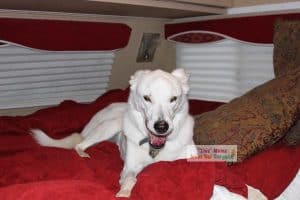 RV camping with a pet