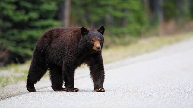 bear-on-road