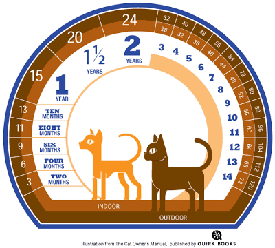 Cat years calendar 2025