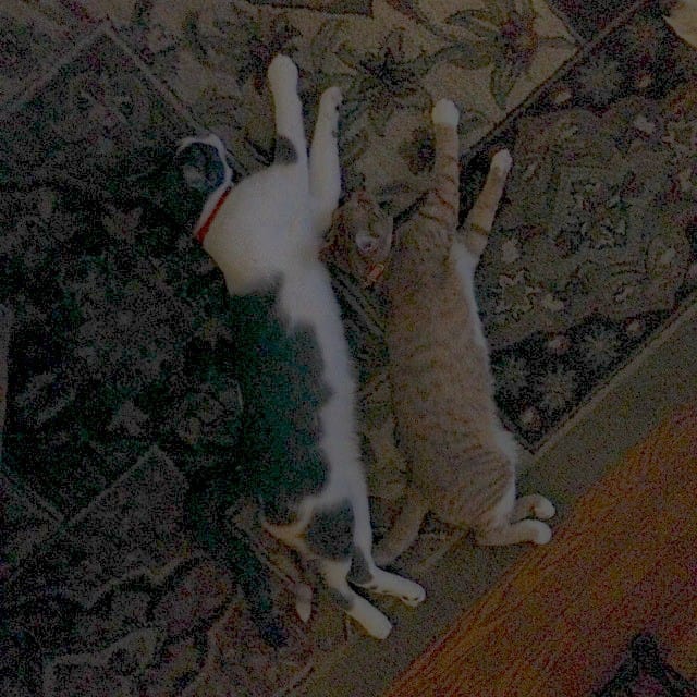kittens-by-fire kittens-by-fire