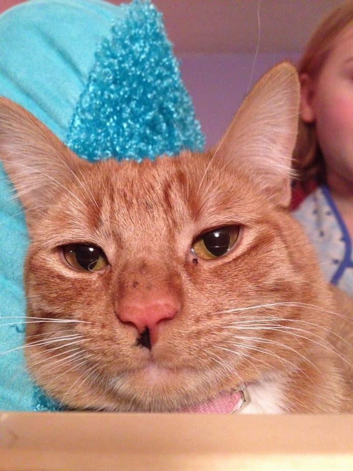 cat not using litter box cat not using litter box