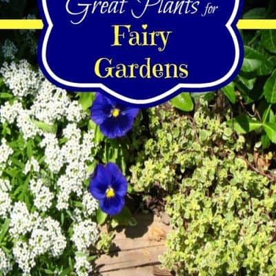 5 Great Plants for Fairy Gardens