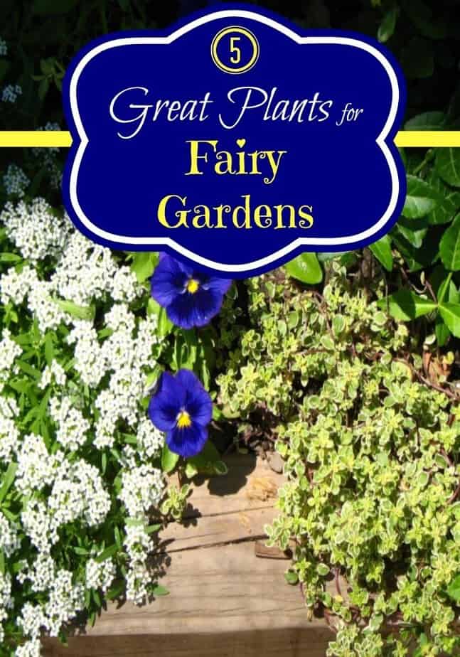 5 Great Plants for Fairy Gardens