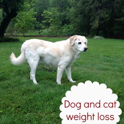 Dog and cat weight loss  #PerfectWeight