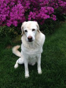 FACT CHECK: Did The Pioneer Woman Launch CBD Gummies That Reverse Diabetes?