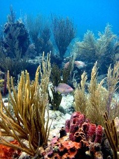 snorkeling in puerto rico