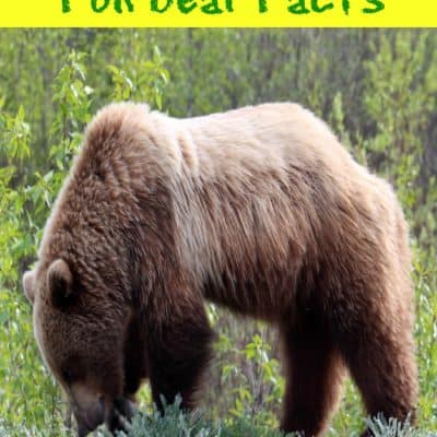 10 Fun Bear Facts