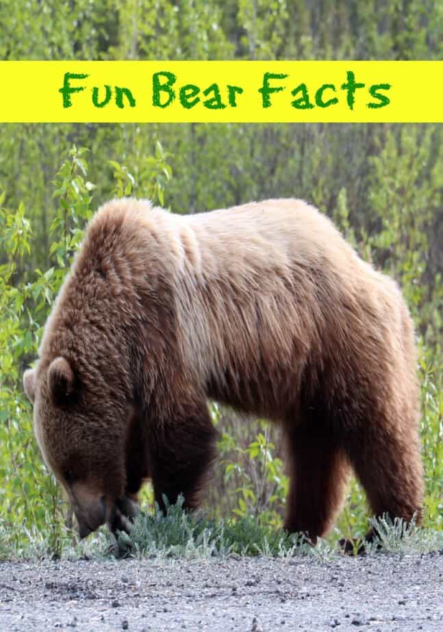 Fun Bear Facts