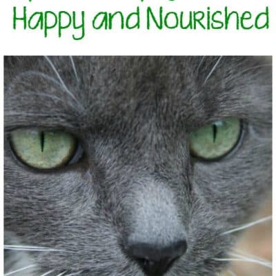 4 Tips to Keep Your Pet Happy and Nourished