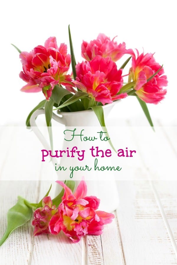 how-to-purify-air-in-your-home