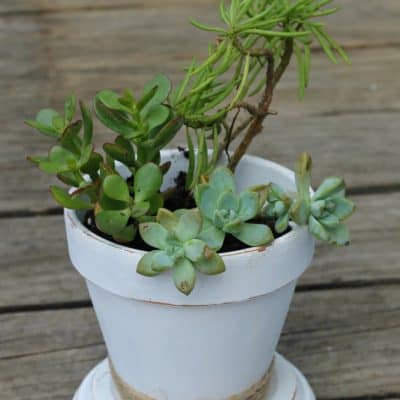 Shabby Chic Succulent Planter