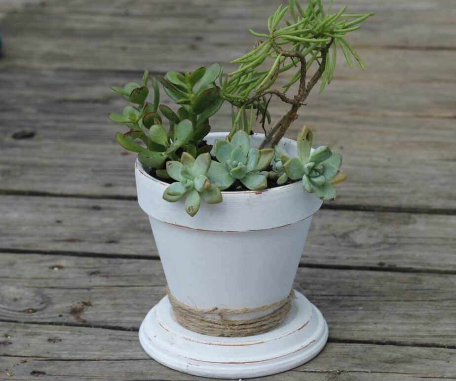 succulent pot horizontal