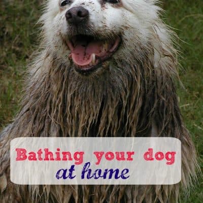 Down and Dirty Tips to Bathe Your Dog at Home