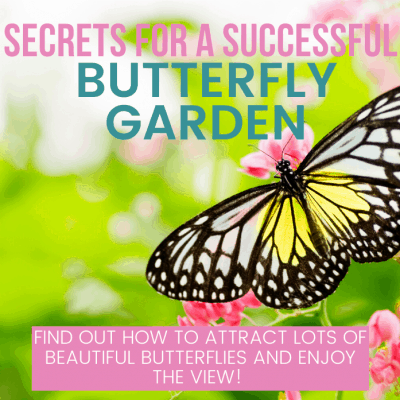 secrets for a successful butterfly garden from this mama loves