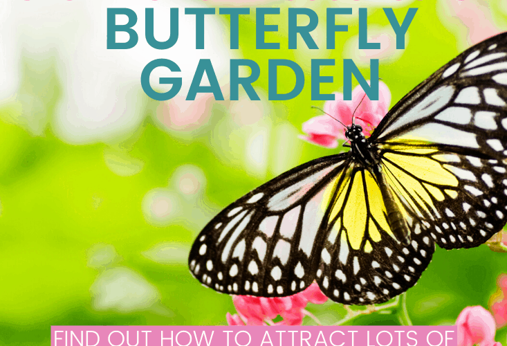 secrets for a successful butterfly garden from this mama loves