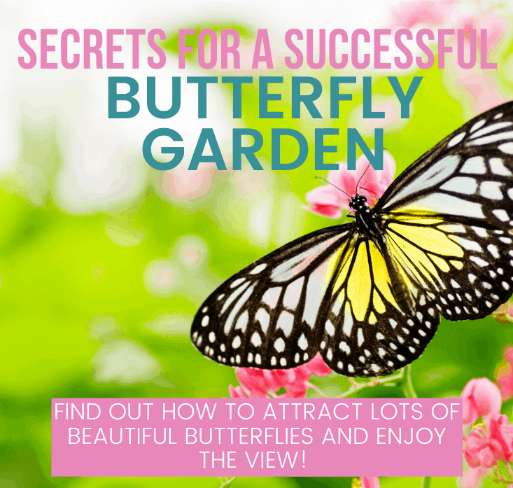 secrets for a successful butterfly garden from this mama loves