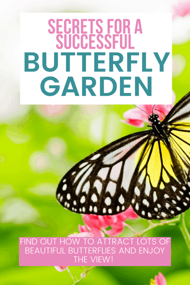 secrets for a successful butterfly garden from this mama loves