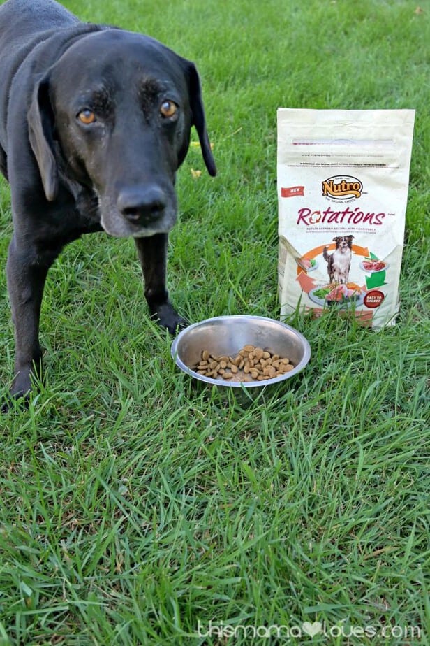 Feeding Your Dog a Variety without Dangerous Human Foods