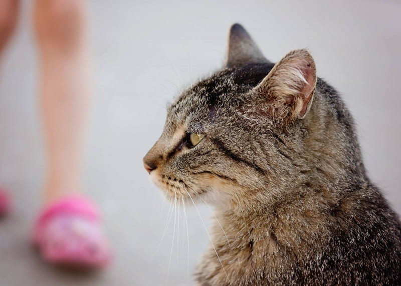ADOPT Mission Meow Cats