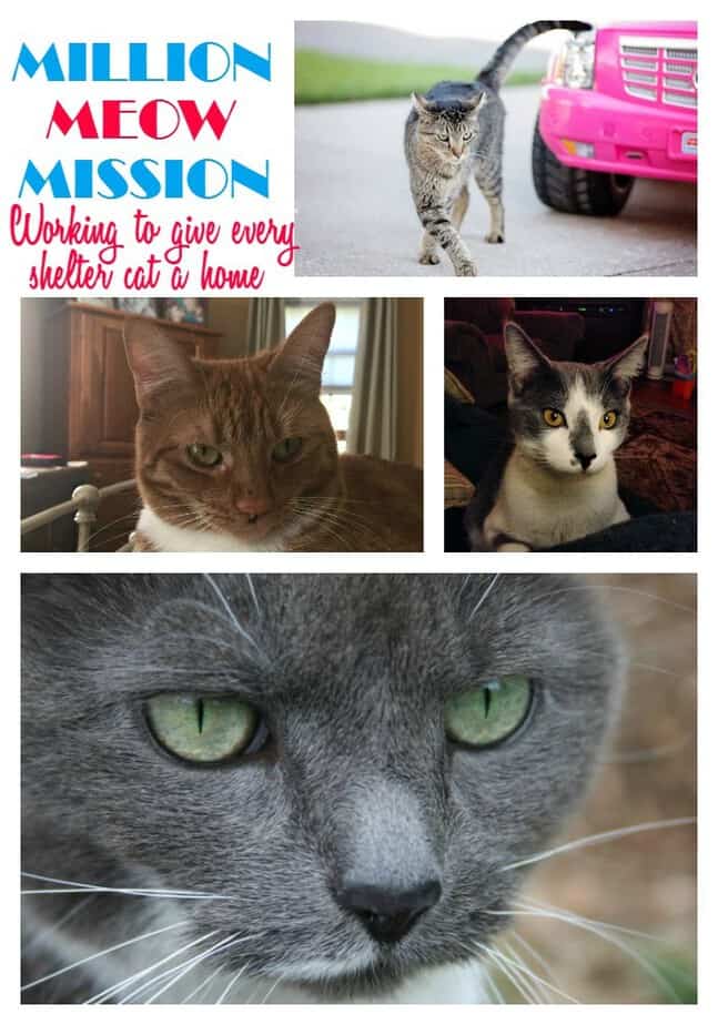 million-meow-mission-cats-label