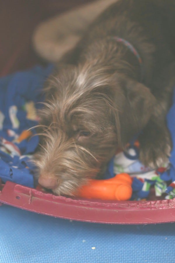 brownie-new-toy-crate