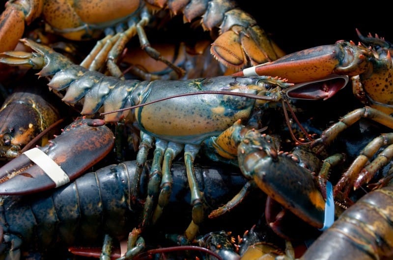Live lobsters caught in Bar Harbor, Maine