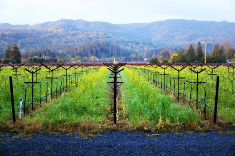 harvest-inn-st-helena-napa-view-room