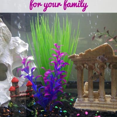 Choosing the right fish tank for your family