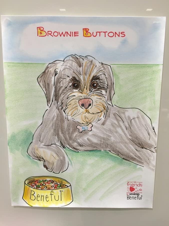 brownie caricature